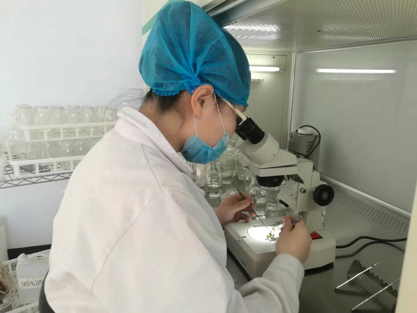 国产麻豆91免费观看苗，国产麻豆91免费观看，组织培养
